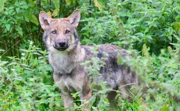 Wolf in einem Gehege