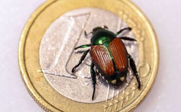 Präparierter Japankäfer