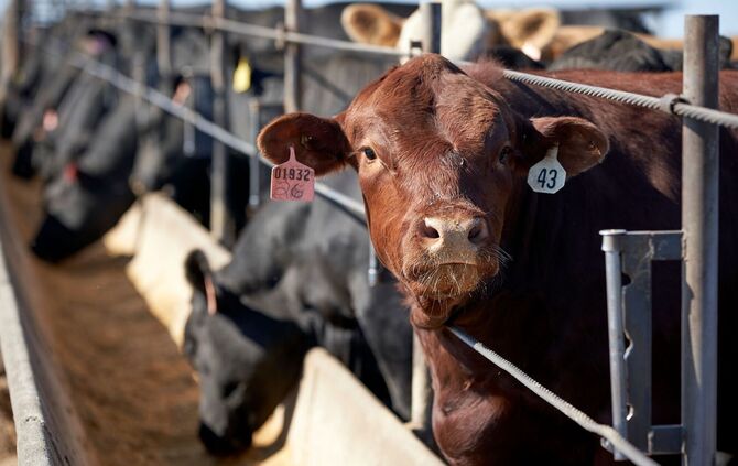 Ernährungsweise trägt weiterhin stark zur Klimakrise bei