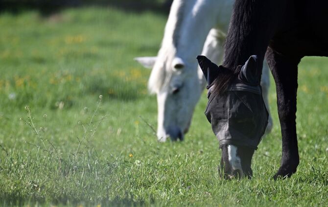 Pferde auf einer Weide