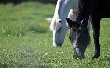 Pferde auf einer Weide