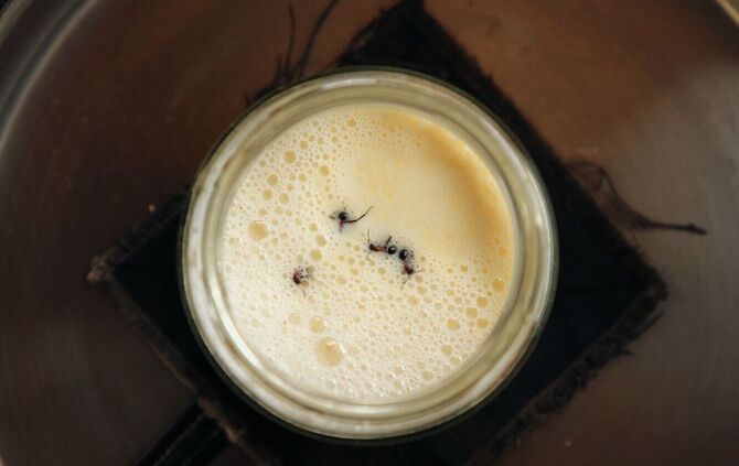 Forscher stellen Joghurt mit Hilfe von Ameisen her