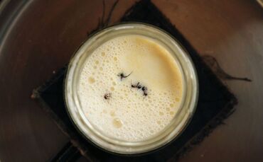 Forscher stellen Joghurt mit Hilfe von Ameisen her