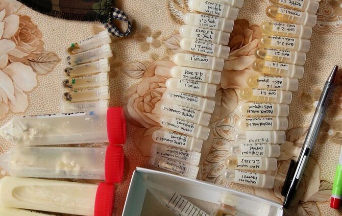 Forscher stellen Joghurt mit Hilfe von Ameisen her