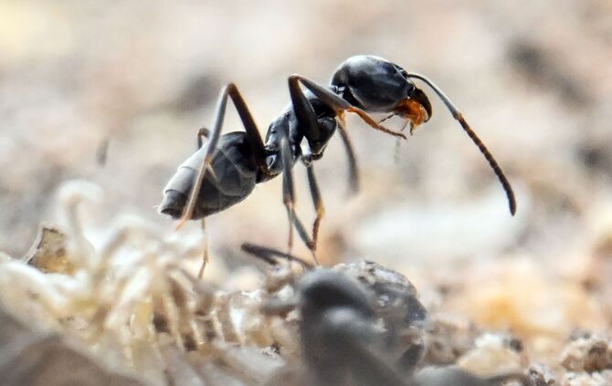 Ameisenplage in Schutterwald