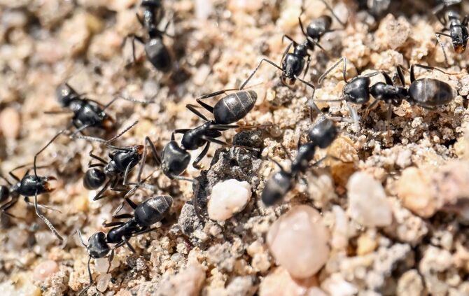 Ameisenplage in Schutterwald