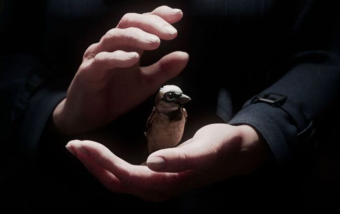 Kurzfilm «A Sparrow's Song»