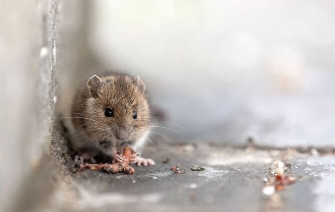 Maus
