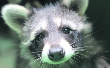 Hans Ruff Waschbären Joiggi Luisa und Luise