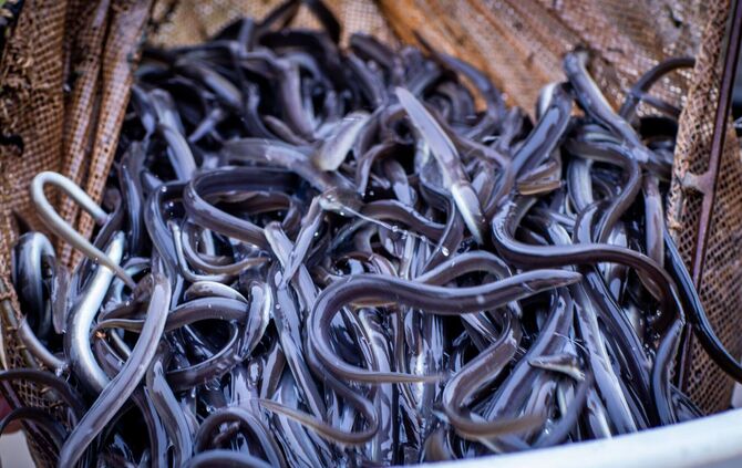 Aalbesatz in Rhein und Neckar