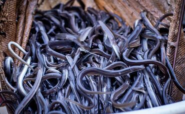 Aalbesatz in Rhein und Neckar