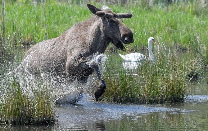 Elchbulle im Wildpark Schorfheide
