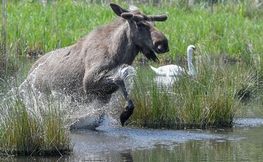 Elchbulle im Wildpark Schorfheide