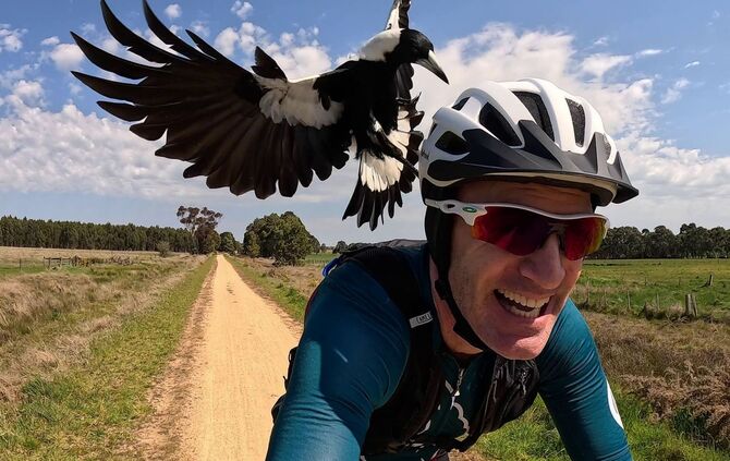 Australischer Magpie greift Radfahrer an