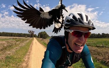 Australischer Magpie greift Radfahrer an