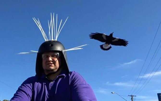 Anti-Magpie-Helm