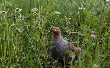 Blühflächen für den Rebhuhn-Schutz