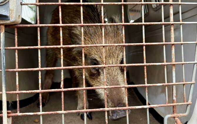 Kleines Wildschwein legt Verkehr lahm