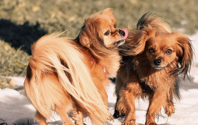 Hunde