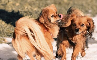 Hunde
