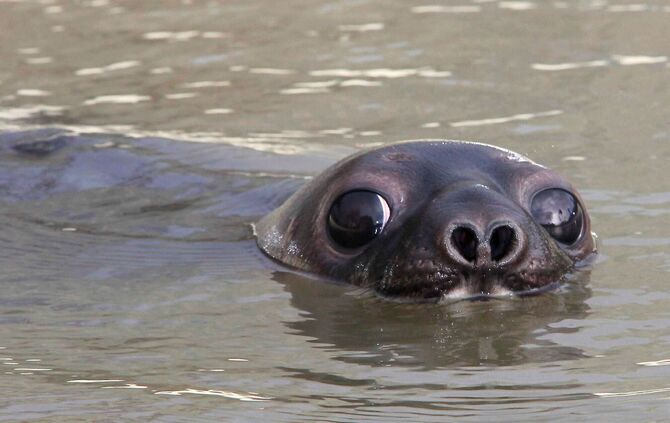 Mützenrobbe "Wicki"