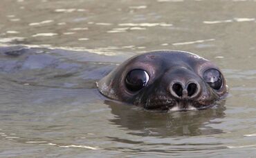 Mützenrobbe "Wicki"