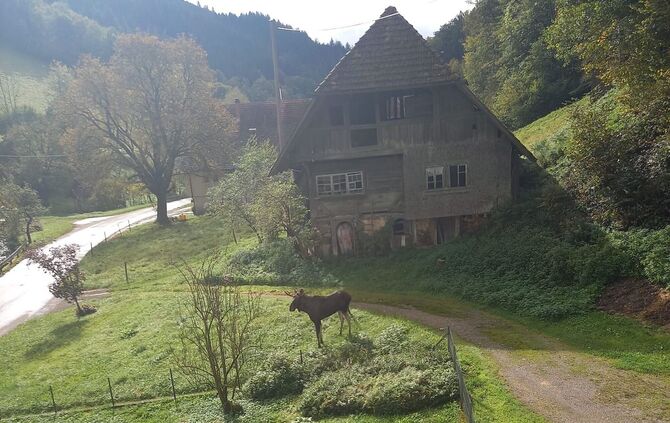 Elch im Schwarzwald