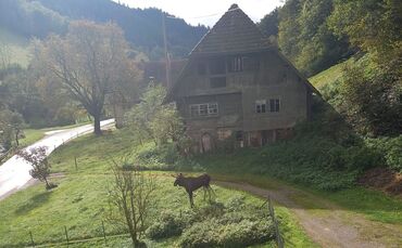 Elch im Schwarzwald