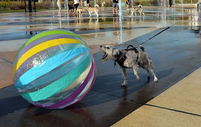 Der Spielsucht verfallen - das sind auch manche Hunde