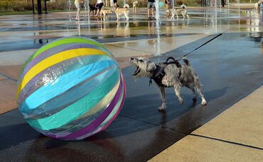Der Spielsucht verfallen - das sind auch manche Hunde 