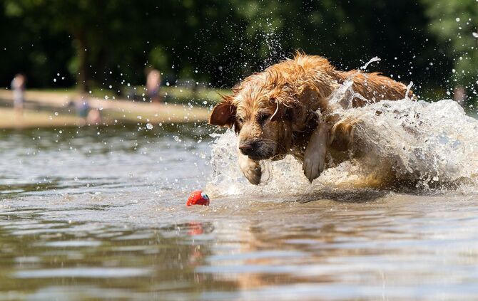 Der Spielsucht verfallen - das sind auch manche Hunde