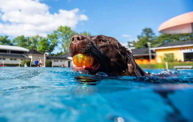Der Spielsucht verfallen - das sind auch manche Hunde