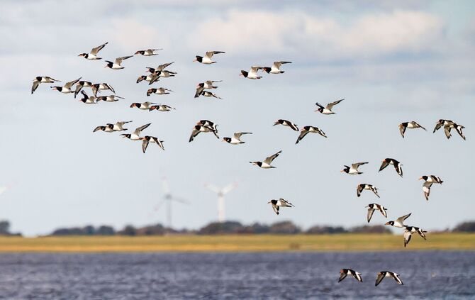 Weltnaturerbestätte Wattenmeer