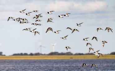 Weltnaturerbestätte Wattenmeer 