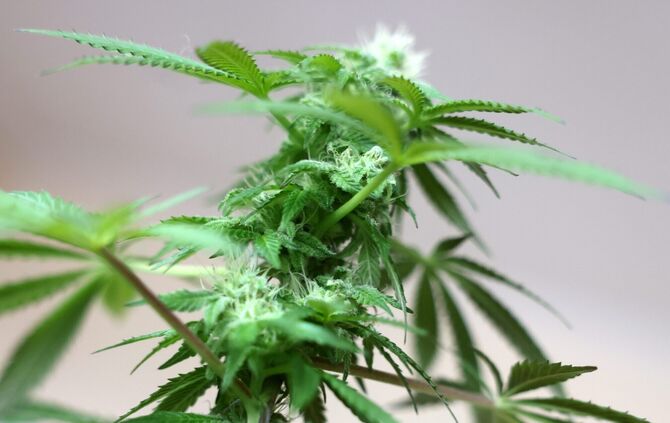 Cannabis