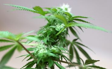 Cannabis