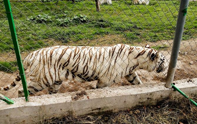 Tiger in Mexiko nach Unwetter auf freiem Fuß