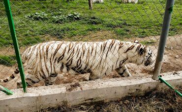 Tiger in Mexiko nach Unwetter auf freiem Fuß