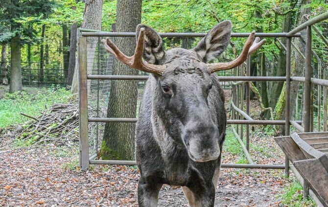 Schwarzwald-Elch Erwin eingefangen