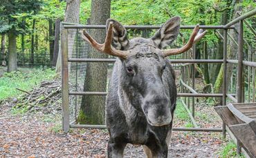 Schwarzwald-Elch Erwin eingefangen