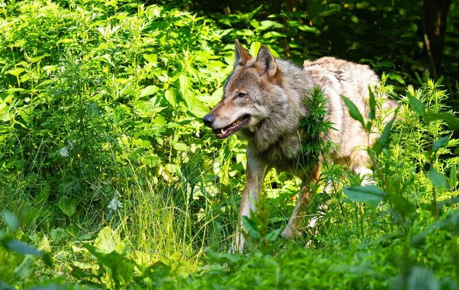 Wolf