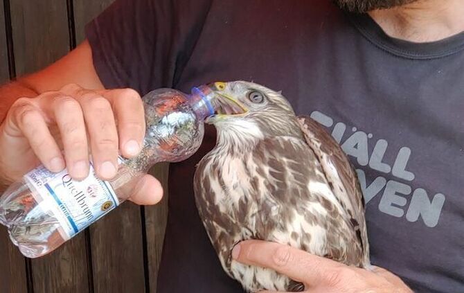 Bussard Fellbach Polizei Bussardrettung