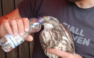 Bussard Fellbach Polizei Bussardrettung