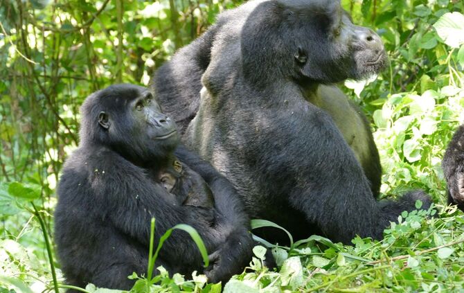 Berggorillas in Uganda