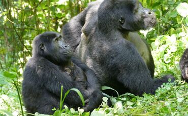 Berggorillas in Uganda