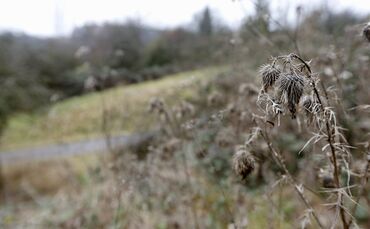 Streuobst verwildert. Kernen stellt eine Honorarkraft ein, diesich um verwilderte Streuobstbestände kümmern soll.