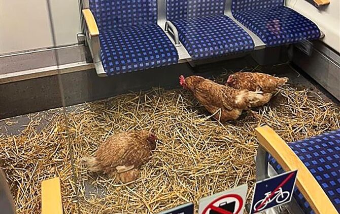 Hühner in Kölner S-Bahn zurückgelassen - 1