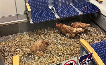 Hühner in Kölner S-Bahn zurückgelassen - 1