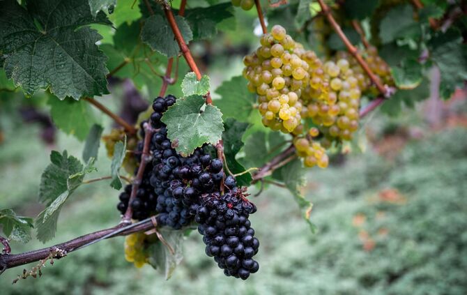 Eröffnung fränkischer Weinlese
