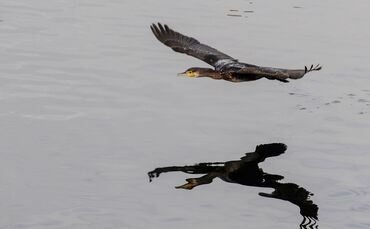 Kormorane am Bodensee